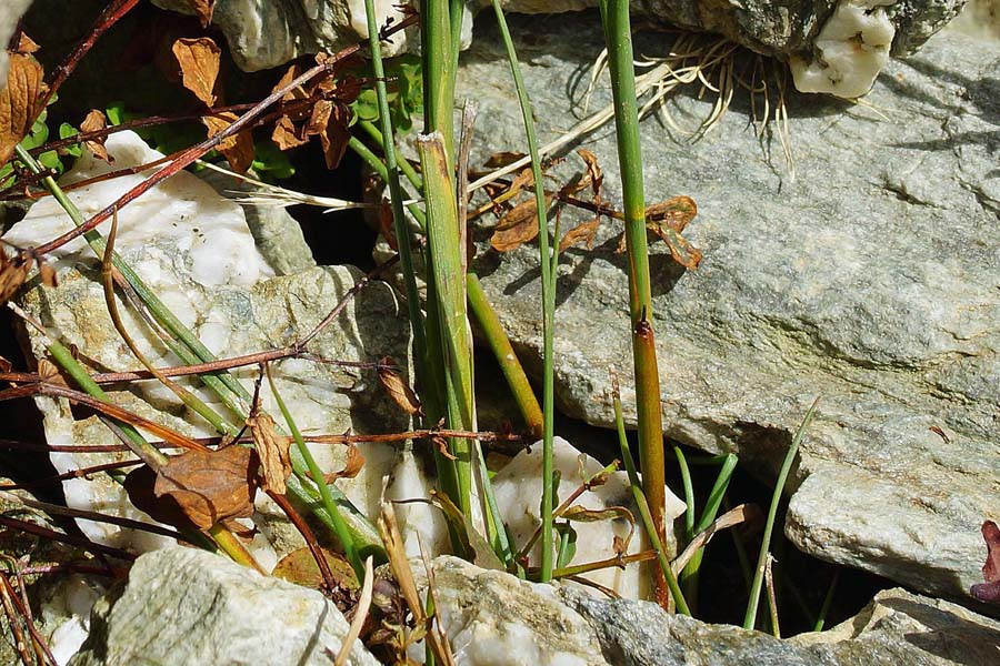 Juncus articulatus / Giunco nodoso